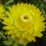 162230-hoa-cuc